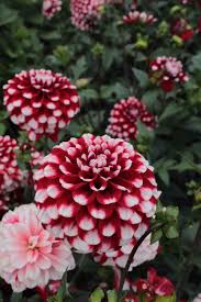 Dahlien Alles Uber Die Knolle Beim Garten Fraulein Dahlien Blumen Pflanzen Sommerblumen