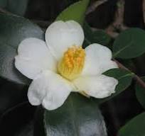 Tea-Oil Camellia – Experimental Farm Network Seed Store