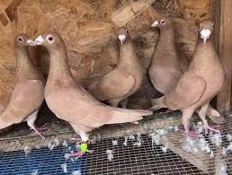 Luciano Jose Adli Kullanicinin Racing Pigeons Panosundaki Pin Guzel Kuslar
