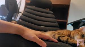 El gatito mimado te mira en la cama ... El vídeo romántico te tranquiliza