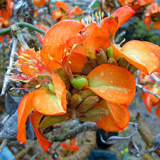 Image result for Erythrococca polyandra