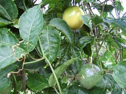 11 unusual fruits you should try on your next trip. More Unusual Fruits From The Islands Veggie Gardening Tips