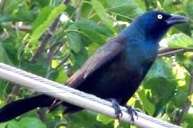 Place toy snakes around the pool deck. Habits Of Grackles Nesting Mating Feeding