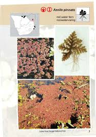 Image result for Limosella maior