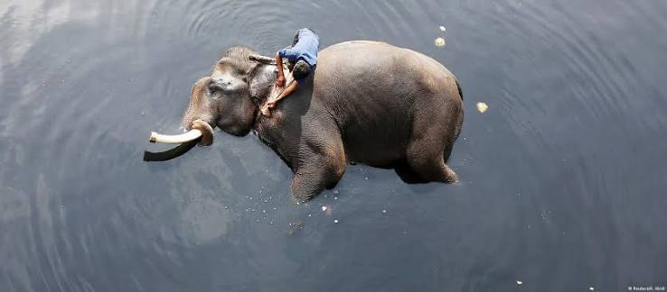 The sorry lives of India's captive elephants
