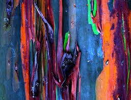 We did not find results for: Rainbow Eucalyptus Tree Bark Rainbow Eucalyptus Tree Rainbow Tree Rainbow Eucalyptus