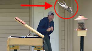 Watch Squirrels Battle An Epic Bird Feeder Obstacle Course Squirrel Proof Bird Feeders Squirrel Feeder Mark Rober