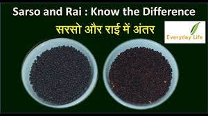 Sarso meeting and training calendar 2020. à¤ª à¤² à¤¸à¤°à¤¸ Yellow Mustard White Mustard Yellow Mustard Vs Black Brown Mustard Everyday Life Youtube