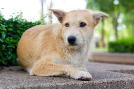 It is meant for dogs with cancer and is extremely tasty and high calorie. Liver Cancer Hepatocellular Carcinoma In Dogs Symptoms Causes Diagnosis Treatment Recovery Management Cost