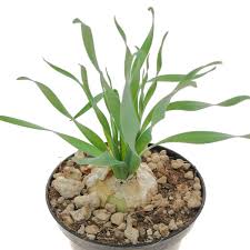 Image result for Albuca nigritana