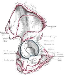 Pin On Anatomy