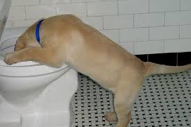 This just means that the route of testing is usually different for each dog. Dog Vomiting Mucus Yellow Bloody Not Eating And Treatment Dogs Cats Pets