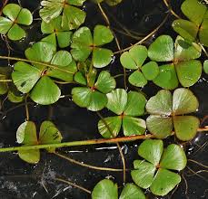 Image result for Marsileaceae