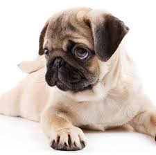 Welcome to sunrise veterinary services! Sunrise Pet Clinic Home Facebook