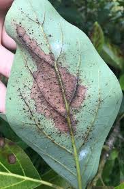 アボカドの収量を脅かす虫が大量発生 グロ注意 フルパラ