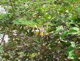 Image result for Dichrostachys