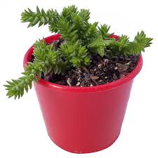 Giant watch chain succulent plant scientifically called crassula imperials. Crassula Muscosa Aka Watch Chain Your New Succulent Best Friend Unusualseeds