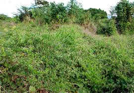 Image result for Helinus