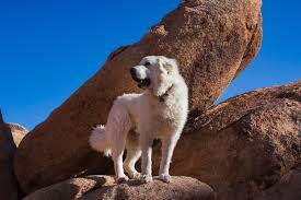 Puppy finder service, dog finder service, champion bloodline puppies for sale. Zqfxim Sftaszm