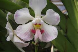 Image result for Vanilla polylepis