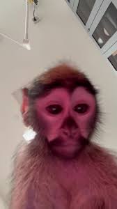 Hailey Gifford Syracuse