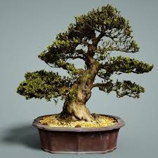 3d Model Bonsai Tree Vr Ar Low Poly Cgtrader