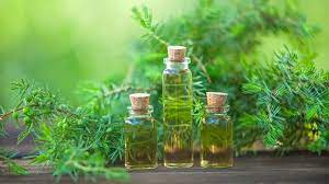 10 add tea tree oil to shampoo to fight dandruff. Manfaat Tea Tree Oil Bagi Rambut Yang Belum Diketahui Fashion Beauty Liputan6 Com