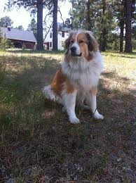The bernese mountain dog mix is often used as a companion, but can also be used as a family pet. Bernese Mountain Dog X Great Pyrenees Dogs Golden Retriever Great Pyrenees Bernese Mountain Dog Mountain Dogs