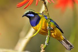 Birds Of A Feather Odyssey Chloropisis Hardwickii Birds Bird Feathers Pretty Birds