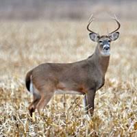 dnr indiana deer biology