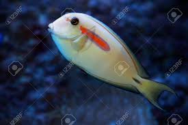 Orange Band Surgeonfish Acanthurus Olivaceus Marine Fish Stock Photo Picture And Royalty Free Image Image 136484770