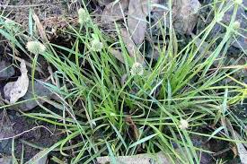 Image result for Cyperus maculatus
