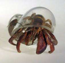 Blown Glass Hermit Crab Shells Hermit Crab Shells Hermit Crab Crab Shells