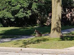 Find the perfect coyote sitting stock photo. After Multiple Coyote Encounters In Shorewood Dnr Shares What To Do