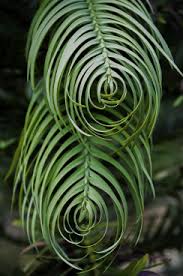 Image result for Hydrostachys polymorpha