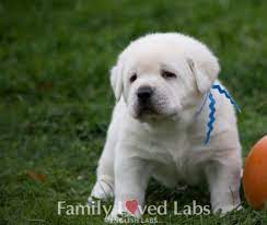 White English Lab Puppies Akc Registered English Lab Puppies For Sale In Minnesota English Lab Puppies Lab Puppies Puppies