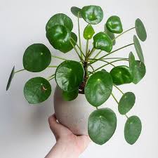 We did not find results for: 18 Pilea Peperomioides Ideas Pilea Peperomioides Indoor Plants House Plants