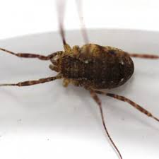 Oligolophus Hansenii Oligolophus Peut Etre Bien Le Monde Des Insectes Cette maladie hautement contagieuse et létale tue les crevettes très rapidement. oligolophus hansenii oligolophus peut
