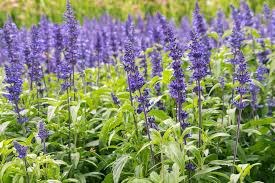 Blue and purple flowers for garden. 20 Best Perennial Flowers Easy Perennial Plants To Grow