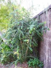 Image result for Melaleuca hypericifolia