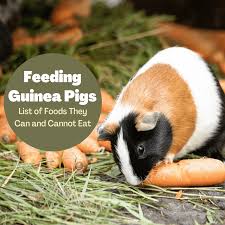 It's very important for guinea pigs to have access to balanced minerals, vitamins, protein, and other nutrients at all times. What Can Guinea Pigs Eat Plus What Not To Feed Them Pethelpful