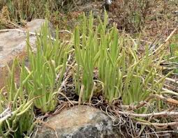 1280 x 720 jpeg 256kb. How To Grow Fingertips Learn About Growing A Lady Fingers Plant