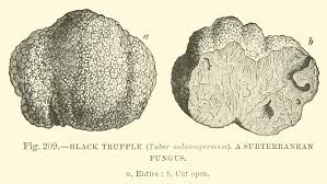 Image result for Melanospermum