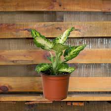 Image result for dieffenbachia flower