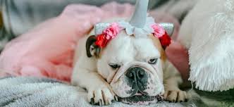 Petco what an amazing company. 10 Super Simple Ways To Save At Petco
