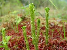 Image result for Hyparrhenia rudis