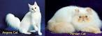 The Differences Between Angora & Persian Cats - Pets