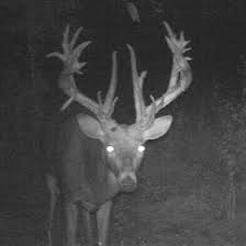 12 YEAR OLD BAGS BUCK OF A LIFETIME