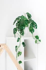 Super Mooie Kamerplant Deze Monstera Obliqua Adansonii By Linspirationnl Linspiration Nl Plants Housep Inside Plants Plant Decor Indoor House Plants Decor