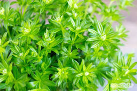 Echte Maibowle Selber Machen Mit Waldmeister Waldmeister Bowle Mit Alkohol Und Waldmeisterbowle